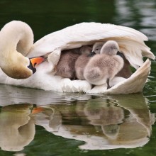 mother swan transport her babies