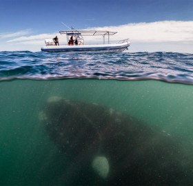 whale under boat