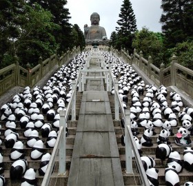 1600 pandas bellow tian tan buddha, hong kong