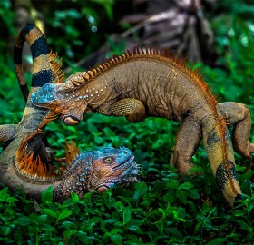 battle of green iguanas
