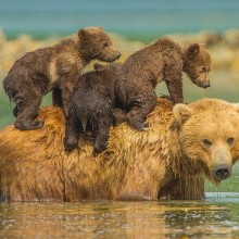 bear cubs on their mother back