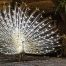 beautiful white peacock