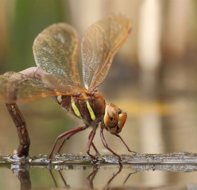 brown hawker, a large dragonfly