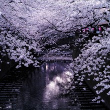cherry blossoms over meguro river, tokyo