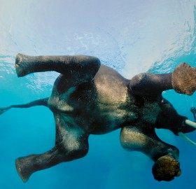 elephant swimming underwater