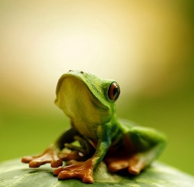 hello, i am cute frog