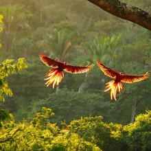 scarlet macaws in flight