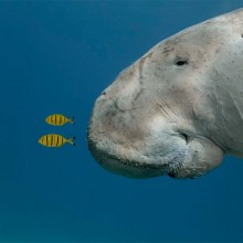 sea cow of red sea