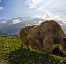 yaks in the himalayas