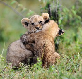 adorable lion cubs hug