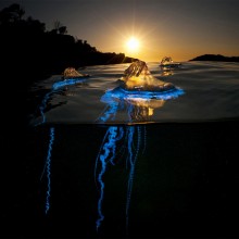 bluebottle cnidaria jellyfish, australia