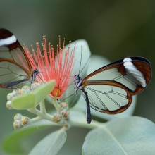 glass winged butterflies