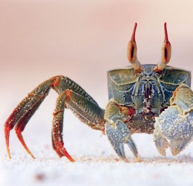 horned ghost crab