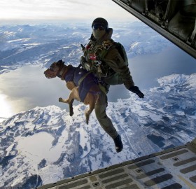 jumping from a plane with a dog