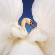 magnificent male swan