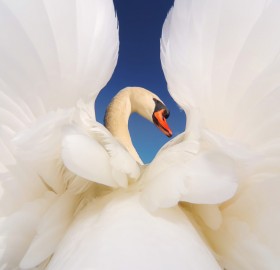 magnificent male swan