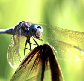 smile of a dragonfly