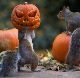 squirrel stealing a halloween pumpkin