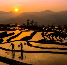 susnet over rice field, china