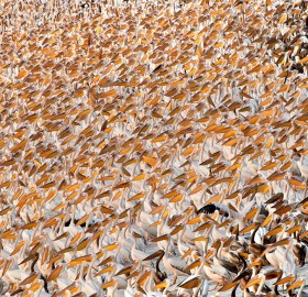 thousands of great white pelicans