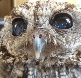 Cute Blind Owl Has Eyes That Look Like Stars in Night Sky