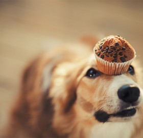 dog holds muffin on his head