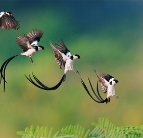 Landing of Pin Tailed Whydah Bird