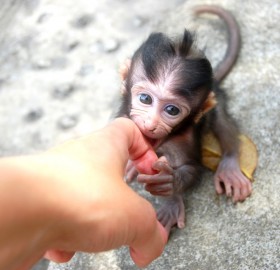 Meeting Baby Monkey, Bali