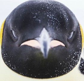 penguin close-Up