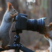 Squirrel Photographers