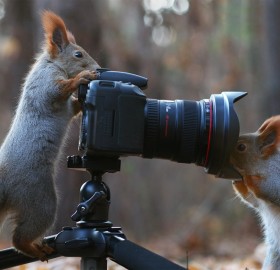 Squirrel Photographers