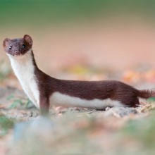 The Least Weasel
