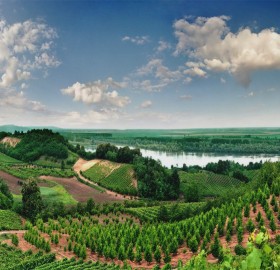Vineyards of Vojvodina, Serbia