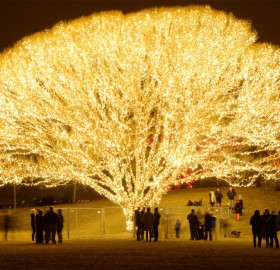 A Tree With 1,000 Lights, Draper City, Utah
