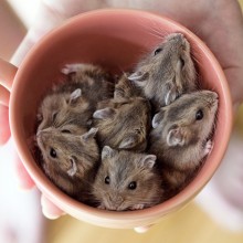 Cup Full of Hamsters
