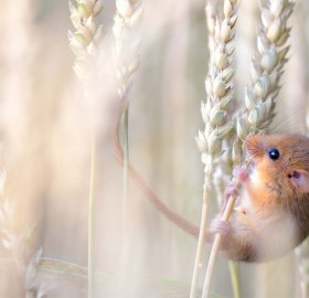 Cute Harvest Mouse