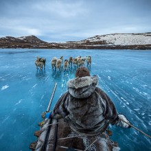 Dog Sledding in Greenland