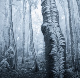 Frost Blankets Over Trees in Forest