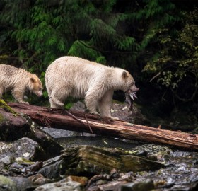Mother And The Cub of Rare Spirit Bears