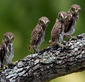 Pygmy-Owl Chicks