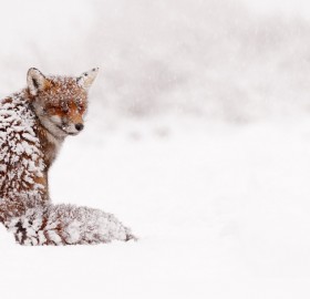 Snowed In Red Fox