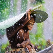 Young Orangutan Covering Himself From The Rain