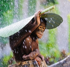Young Orangutan Covering Himself From The Rain