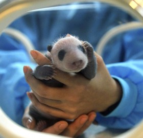 3-Days-Old Panda Cub