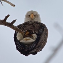 An Eagle From Below