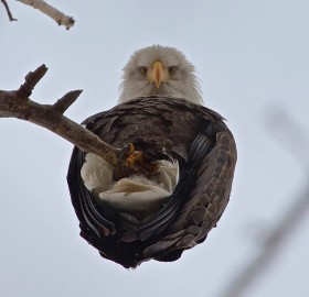 An Eagle From Below