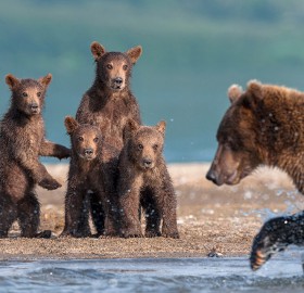 Bear Cubs Watching Their Dad Hunt