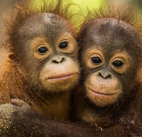 Cute Baby Orangutan Orphans