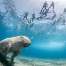 Divers And A Dugong In The Bay Of Marsa Alam, Egypt