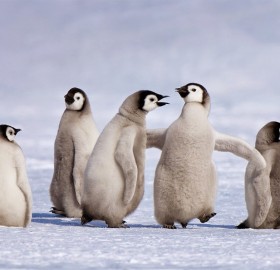 Emperor Penguin Chicks, Antarctica